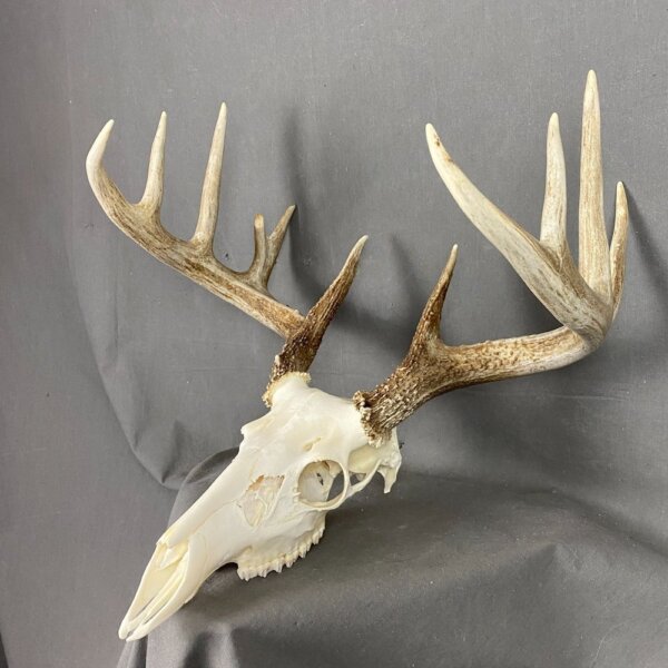 IMG_1749 Whitetail Deer Skull SQ4488