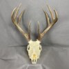 Whitetail Deer Skull SQ1566