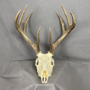 Whitetail Deer Skull SQ1566