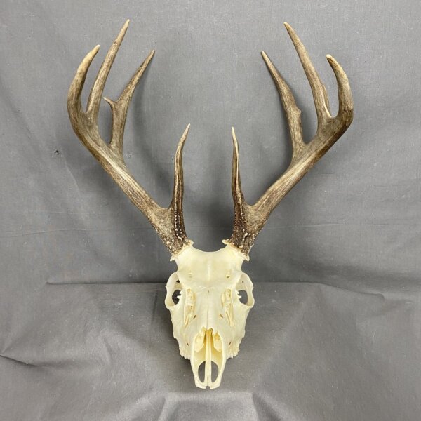 Whitetail Deer Skull SQ1566