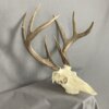 Whitetail Deer Skull SQ1566