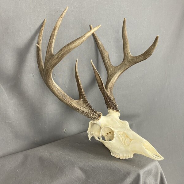 Whitetail Deer Skull SQ1566