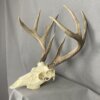 Whitetail Deer Skull SQ1566