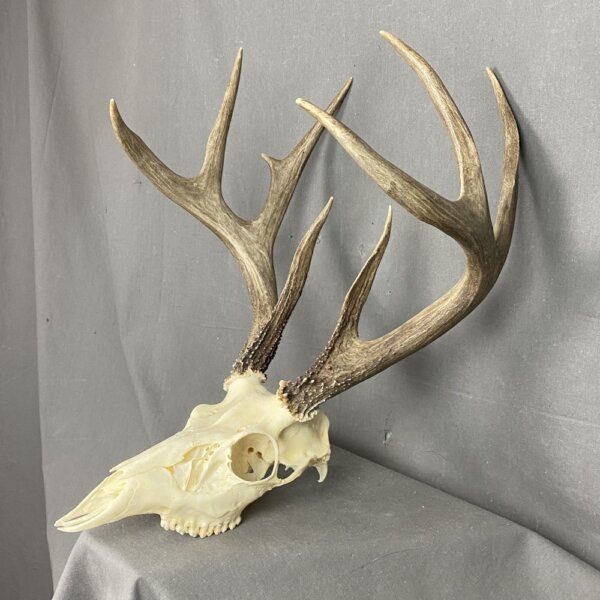 Whitetail Deer Skull SQ1566