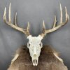 Whitetail Deer Skull SQ2086