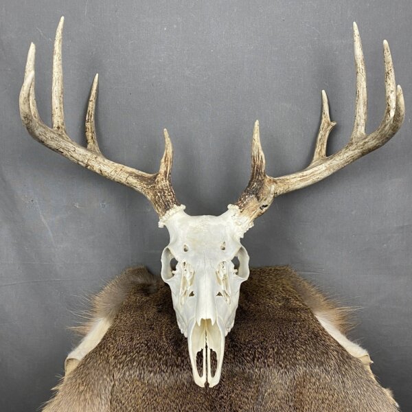Whitetail Deer Skull SQ2086