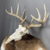 Whitetail Deer Skull SQ2086