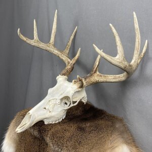 Whitetail Deer Skull SQ2086