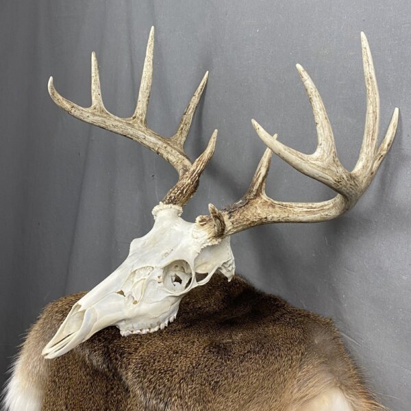 Whitetail Deer Skull SQ2086