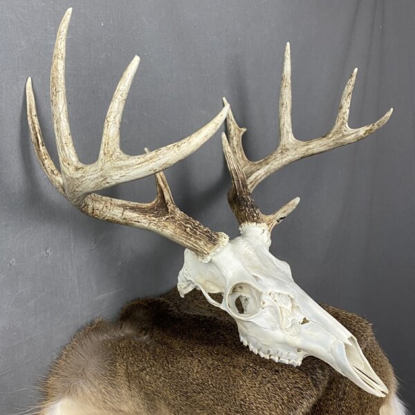 Whitetail Deer Skull SQ2086