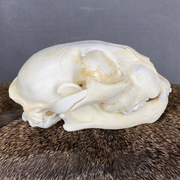 Cougar Skull SQ0231