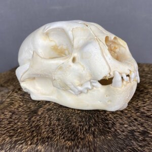 Cougar Skull SQ0231