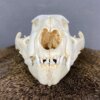 Cougar Skull SQ0231