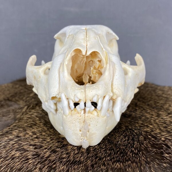 Cougar Skull SQ0231