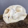 Cougar Skull SQ0231