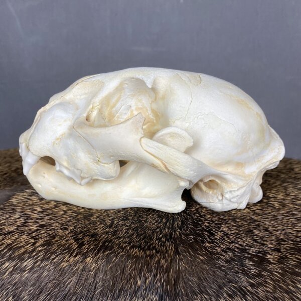 Cougar Skull SQ0231
