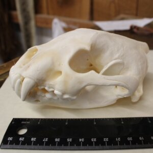 Wolverine Skull