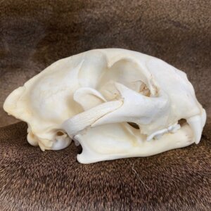 Cougar Skull SQ0002