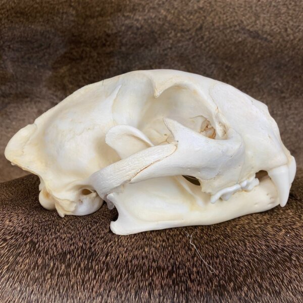 Cougar Skull SQ0002