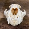 Cougar Skull SQ0002