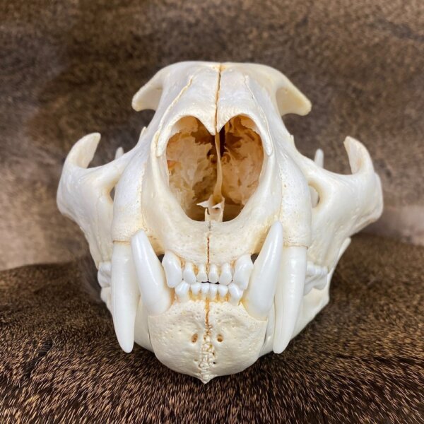 Cougar Skull SQ0002