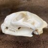 Cougar Skull SQ0002