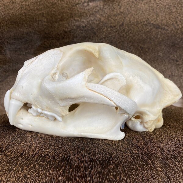 Cougar Skull SQ0002
