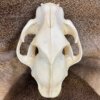 Cougar Skull SQ0002