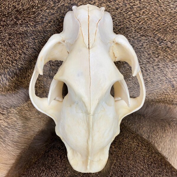 Cougar Skull SQ0002