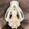 Cougar Skull SQ0002