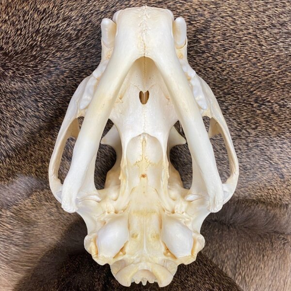 Cougar Skull SQ0002