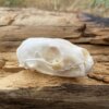 Pine Martin Skull