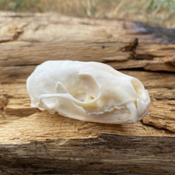 Pine Martin Skull