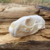 Pine Martin Skull