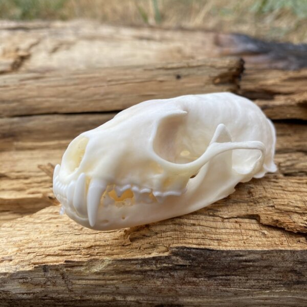 Pine Martin Skull