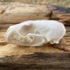 Pine Martin Skull