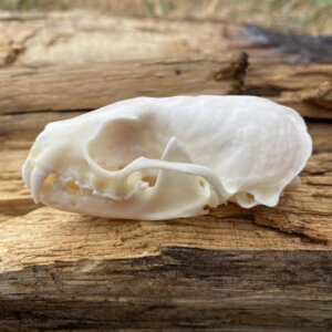 Pine Martin Skull