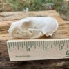 Pine Martin Skull