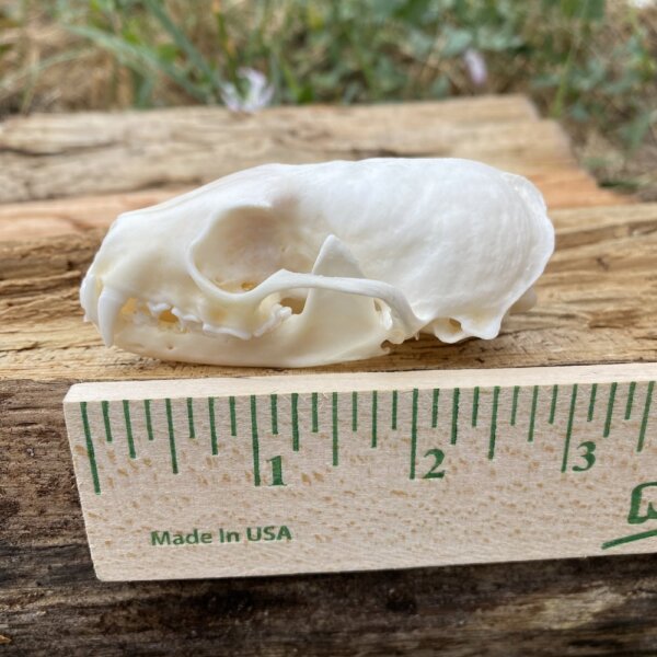 Pine Martin Skull