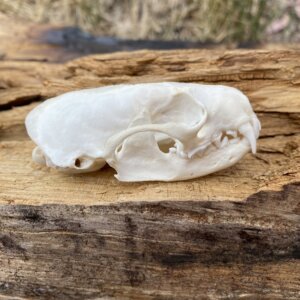 Mink Skull