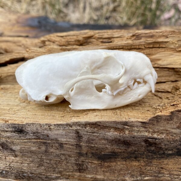 IMG_3721 Mink Skull