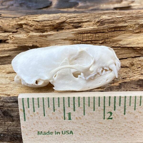 IMG_3727 Mink Skull