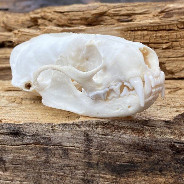 IMG_3729 Mink Skull