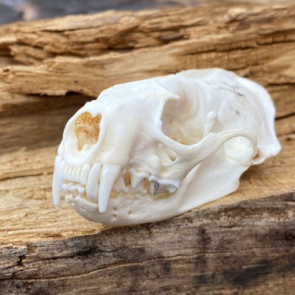 IMG_3730+2 Mink Skull