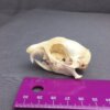 Prairie Dog Skull