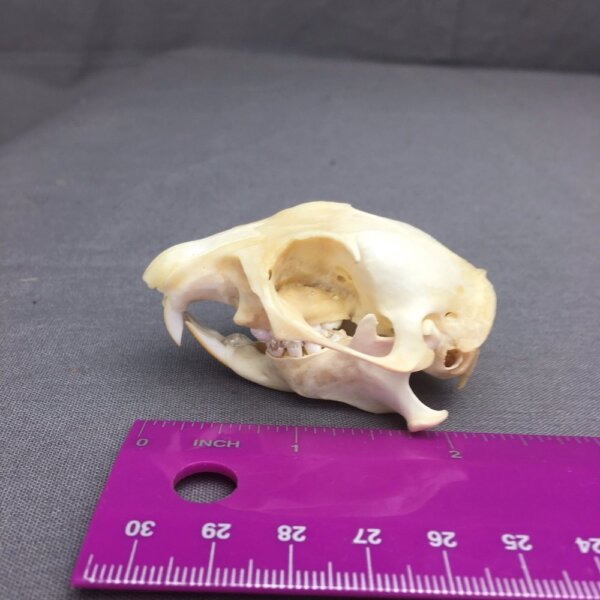 Prairie Dog Skull