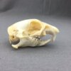 Prairie Dog Skull