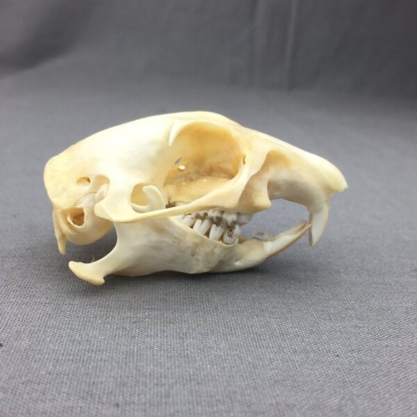 Prairie Dog Skull