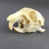 Prairie Dog Skull