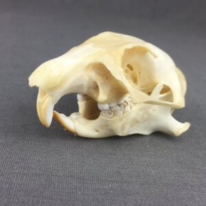 Prairie Dog Skull